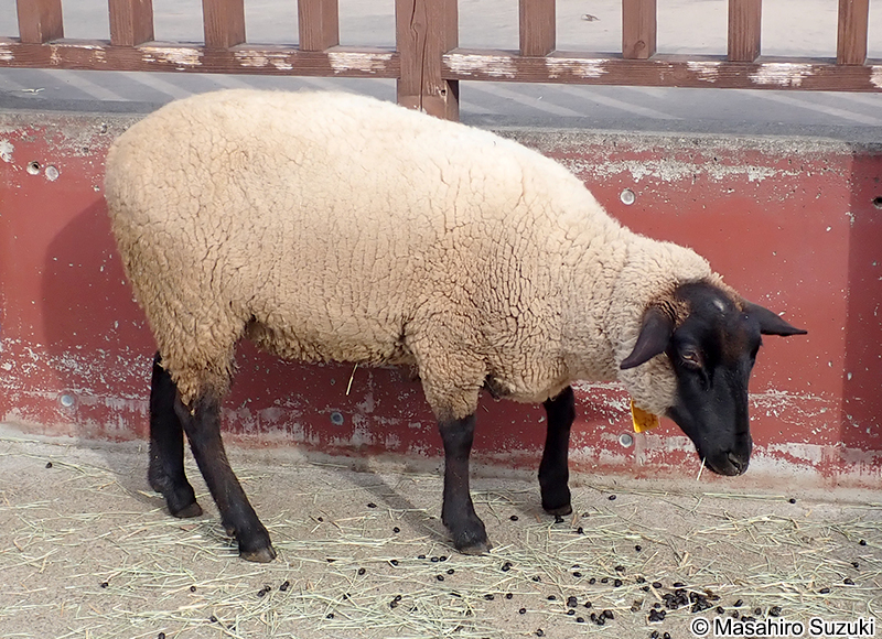 サフォーク Suffolk