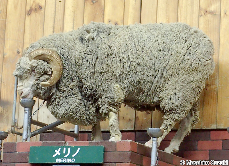 メリノ Merino