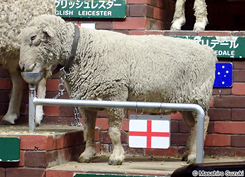 サウスダウン Southdown