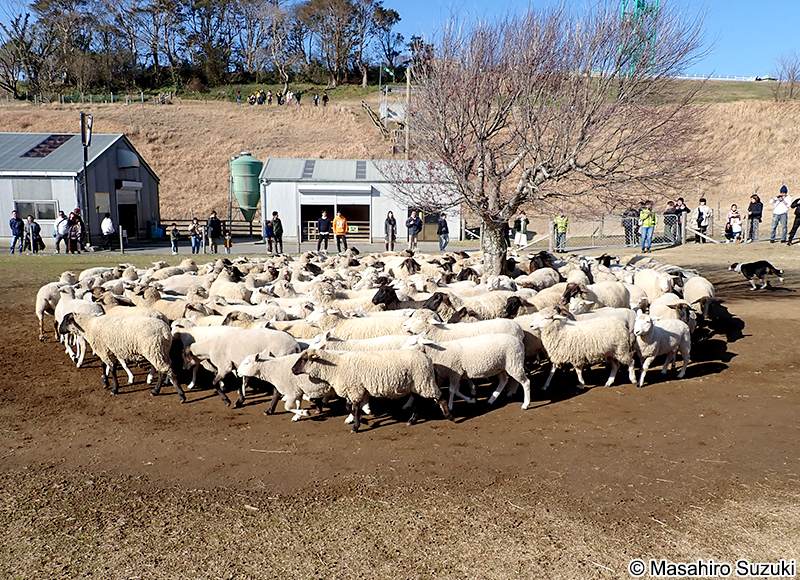 ヒツジ Ovis aries