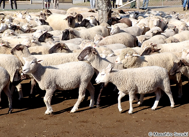 ヒツジ Ovis aries