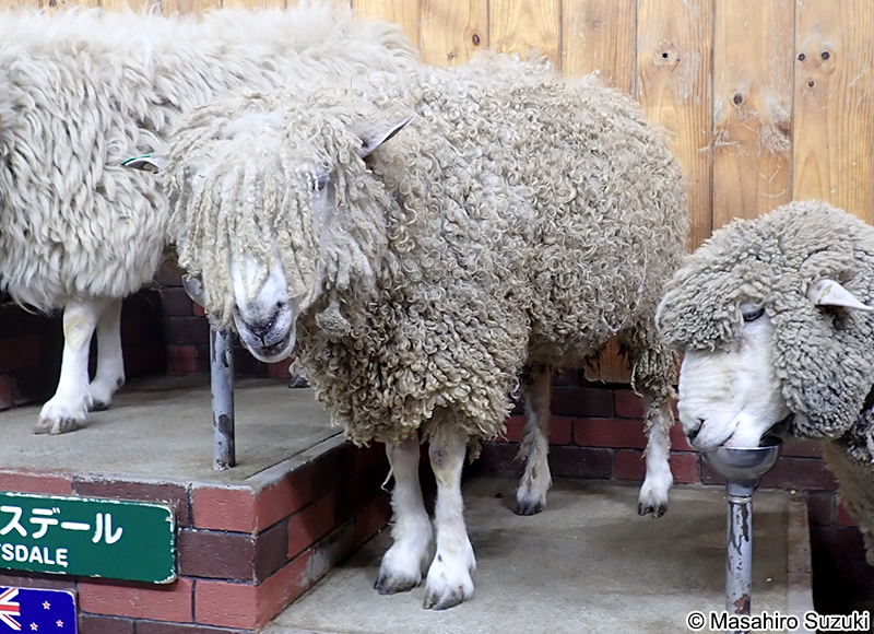 イングリッシュ・レスター English leicester