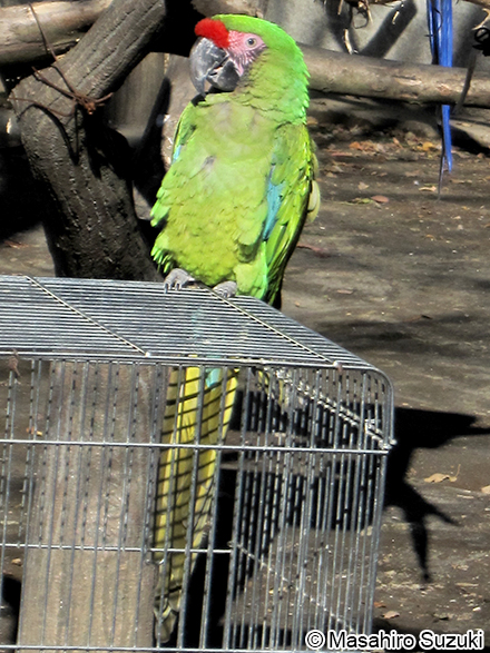 ヒワコンゴウインコ Ara ambiguus