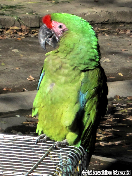 ヒワコンゴウインコ Ara ambiguus