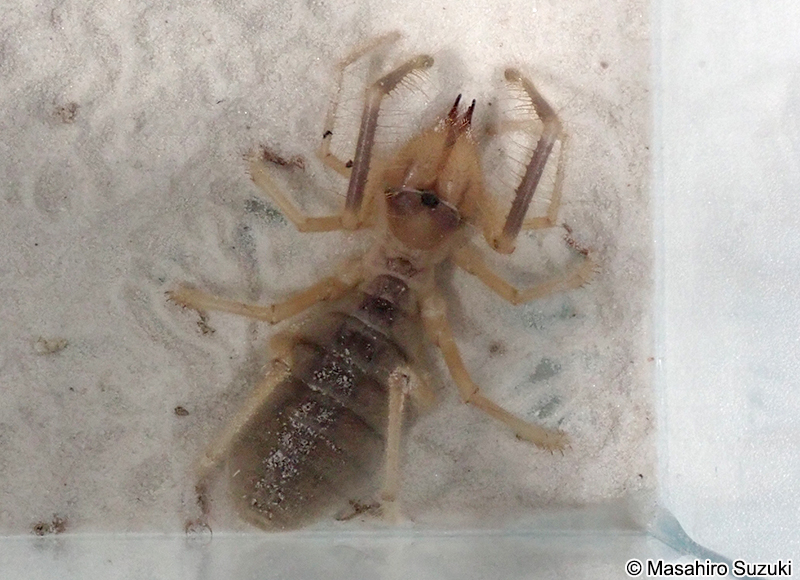 ヒヨケムシ目の1種 Solifugae sp.