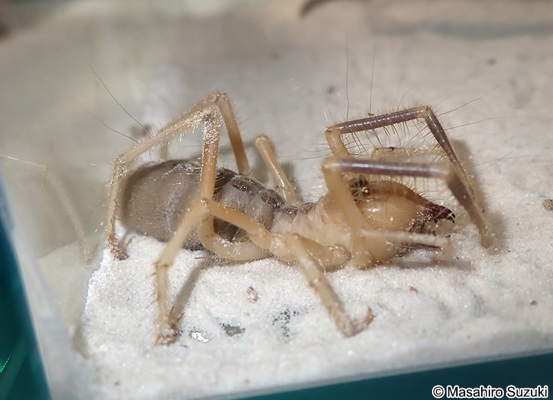 ヒヨケムシ目の1種 Solifugae sp.