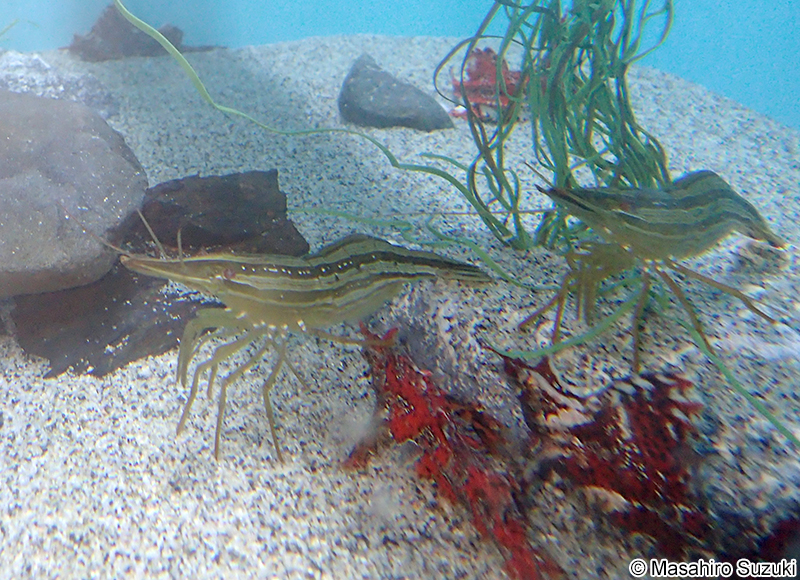 ホッカイエビ Pandalus latirostris