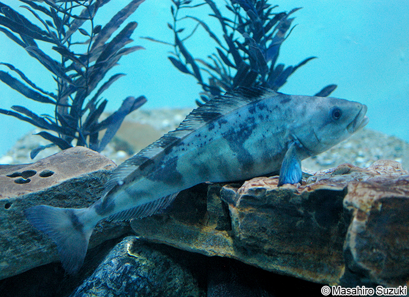 ホッケ Pleurogrammus azonus