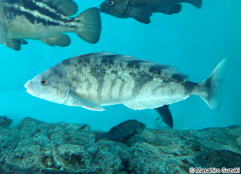 ホッケ Pleurogrammus azonus