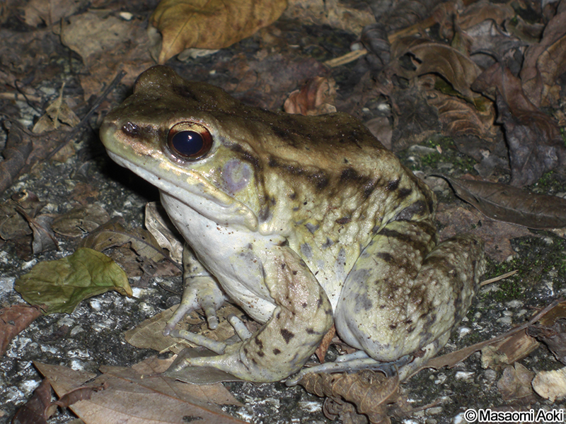 ホルストガエル Babina holsti