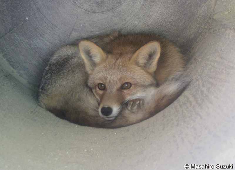 ホンドギツネ Vulpes vulpes japonica