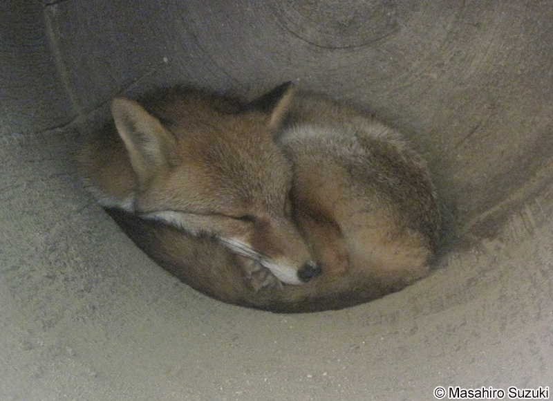 ホンドギツネ Vulpes vulpes japonica