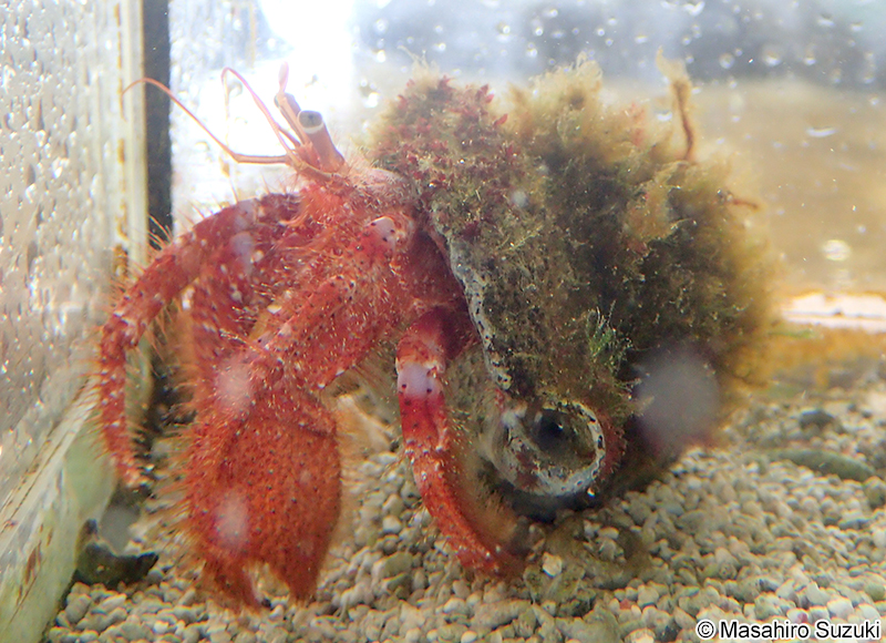 ホンドオニヤドカリ Aniculus miyakei