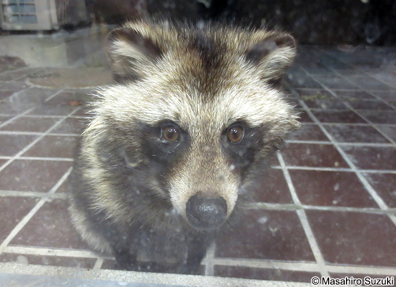 ホンドタヌキ　Nyctereutes procyonoides viverrinus