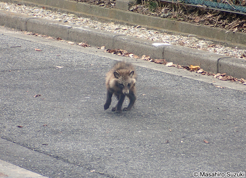 ホンドタヌキ　Nyctereutes procyonoides viverrinus