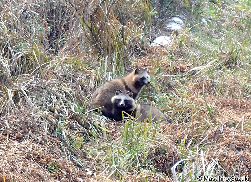 ホンドタヌキ　Nyctereutes procyonoides viverrinus