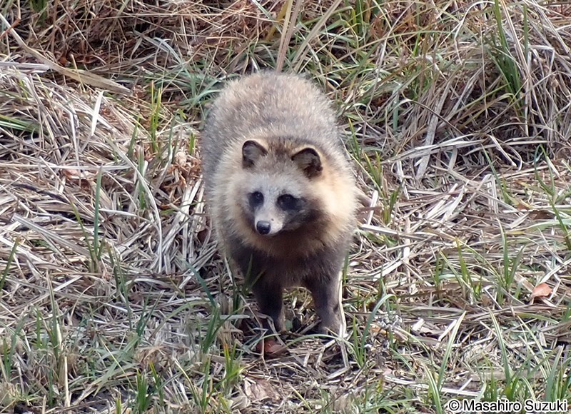 ホンドタヌキ　Nyctereutes procyonoides viverrinus