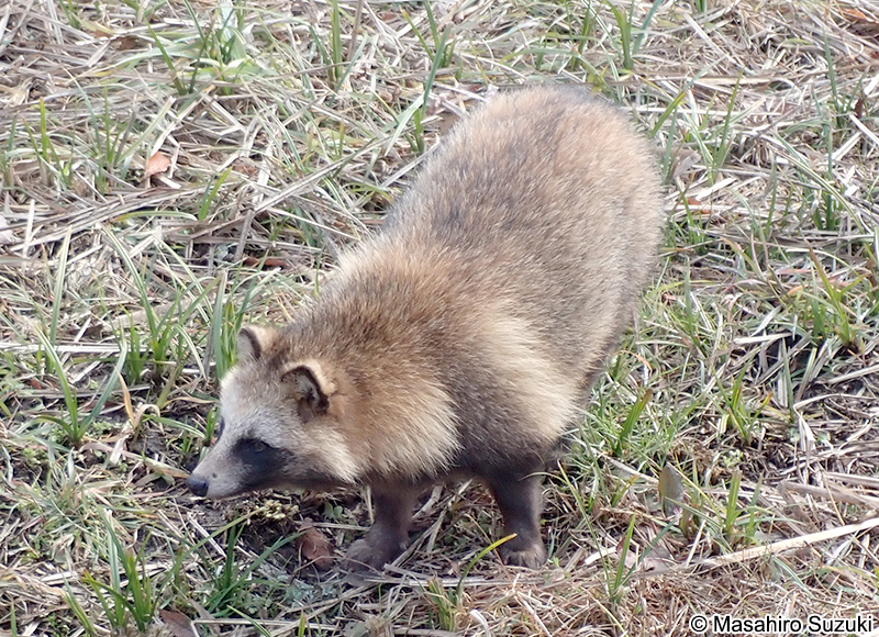 ホンドタヌキ　Nyctereutes procyonoides viverrinus