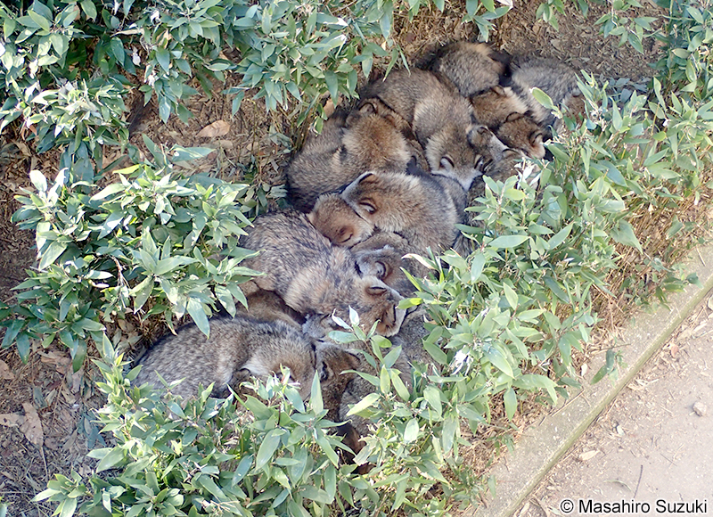 ホンドタヌキ　Nyctereutes procyonoides viverrinus