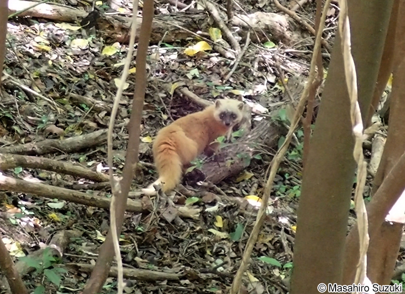 ホンドテン Martes melampus melampus