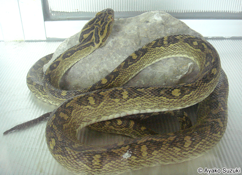 ホンハブ（ハブ） Protobothrops flavoviridis