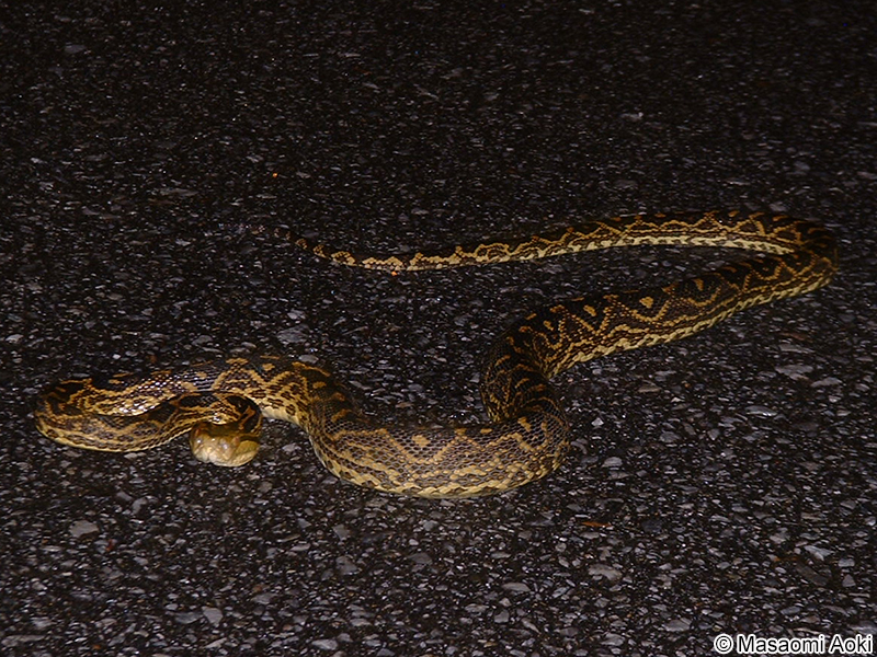 ホンハブ（ハブ） Protobothrops flavoviridis
