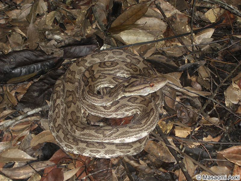 ホンハブ（ハブ） Protobothrops flavoviridis