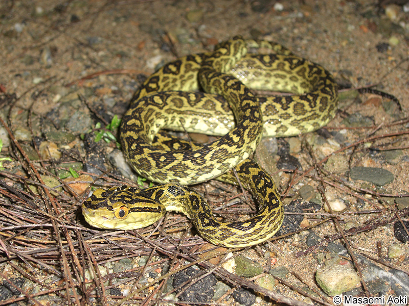 ホンハブ（ハブ） Protobothrops flavoviridis