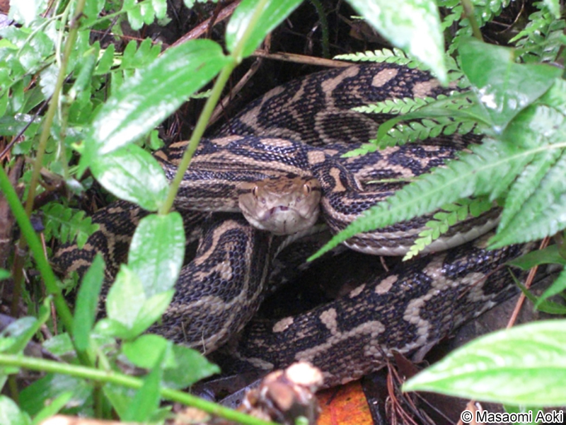 ホンハブ（ハブ） Protobothrops flavoviridis