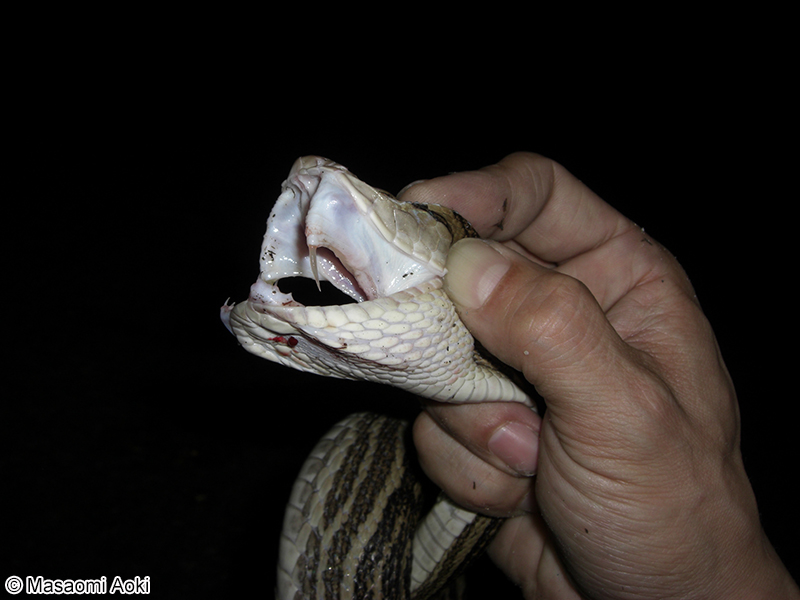 ホンハブ（ハブ） Protobothrops flavoviridis