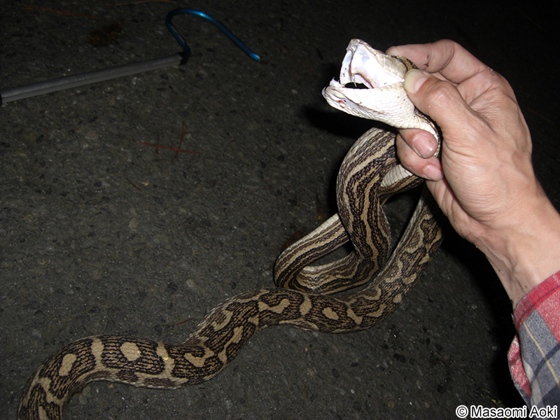 ホンハブ（ハブ） Protobothrops flavoviridis