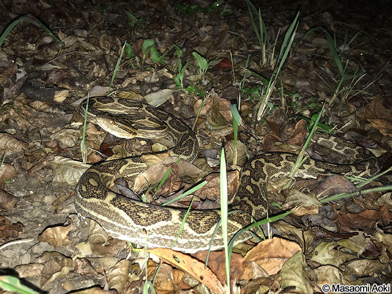 ホンハブ（ハブ） Protobothrops flavoviridis