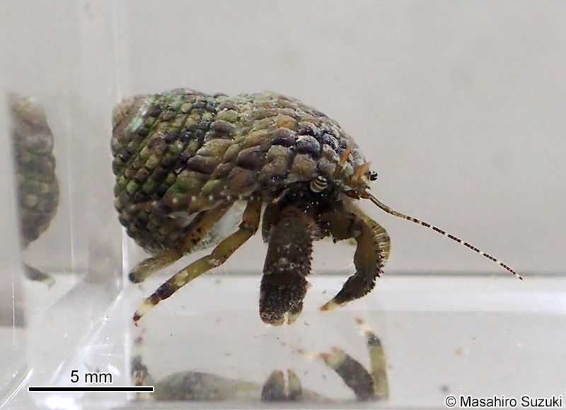 ホンヤドカリ Pagurus filholi