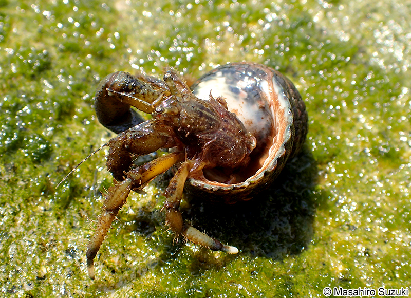 ホンヤドカリ Pagurus filholi