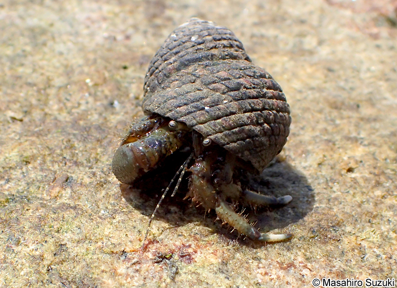 ホンヤドカリ Pagurus filholi