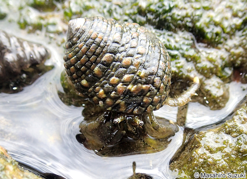ホンヤドカリ Pagurus filholi