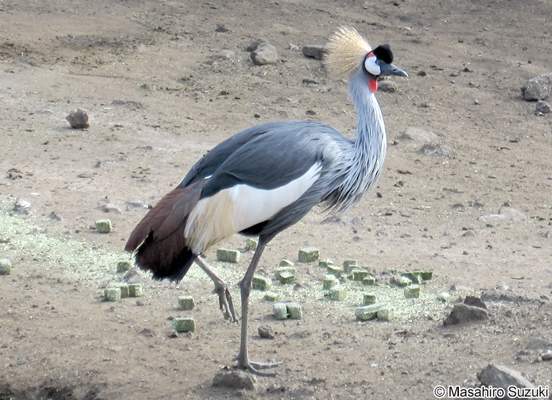 ホオジロカンムリヅル Balearica regulorum
