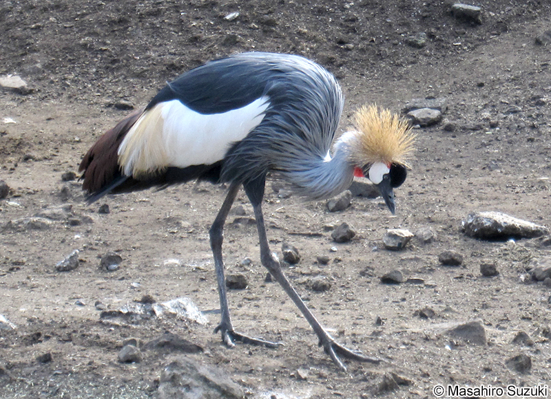 ホオジロカンムリヅル Balearica regulorum