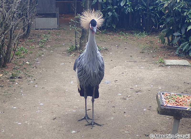 ホオジロカンムリヅル Balearica regulorum