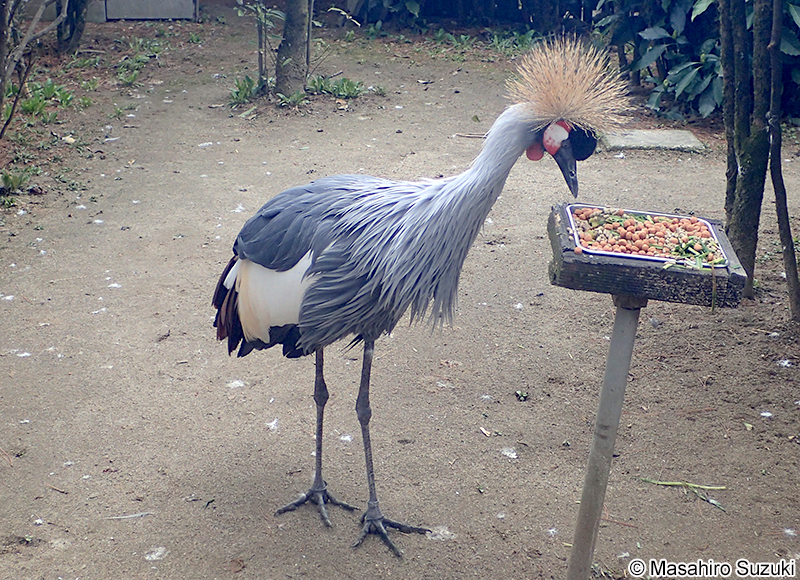 ホオジロカンムリヅル Balearica regulorum