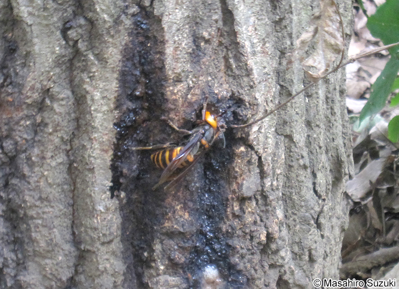オオスズメバチ Vespa mandarinia