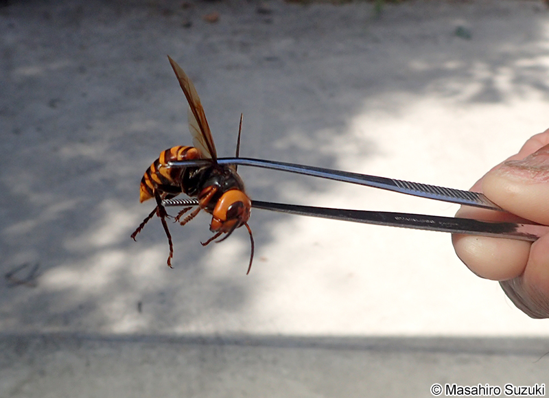オオスズメバチ Vespa mandarinia