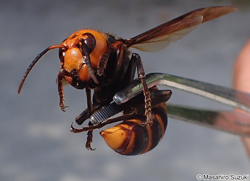 オオスズメバチ Vespa mandarinia