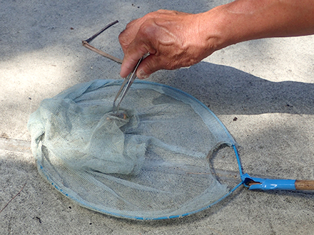 オオスズメバチ Vespa mandarinia