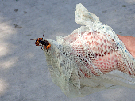 オオスズメバチ Vespa mandarinia