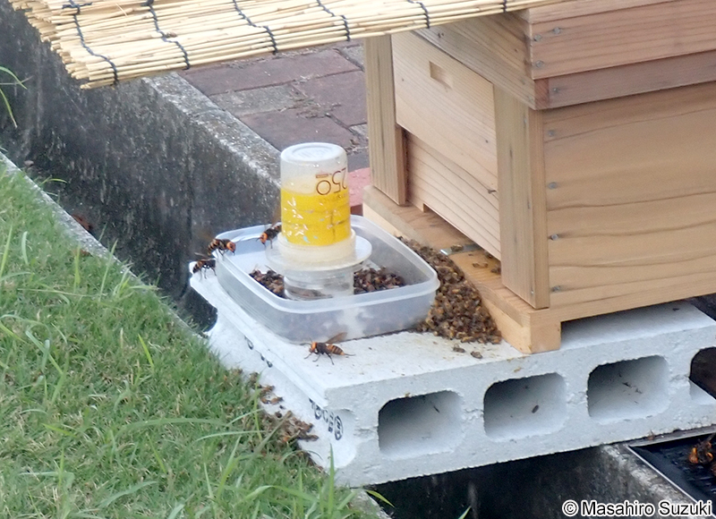 オオスズメバチに襲撃されたセイヨウミツバチの巣箱