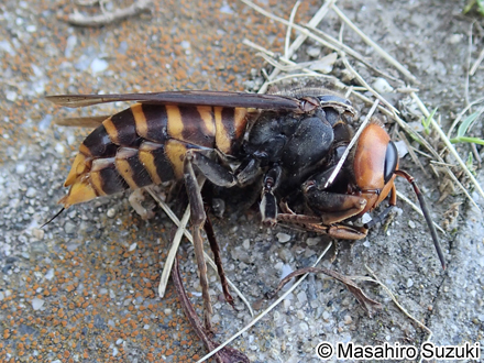 オオスズメバチ Vespa mandarinia