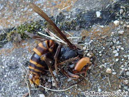 オオスズメバチ Vespa mandarinia