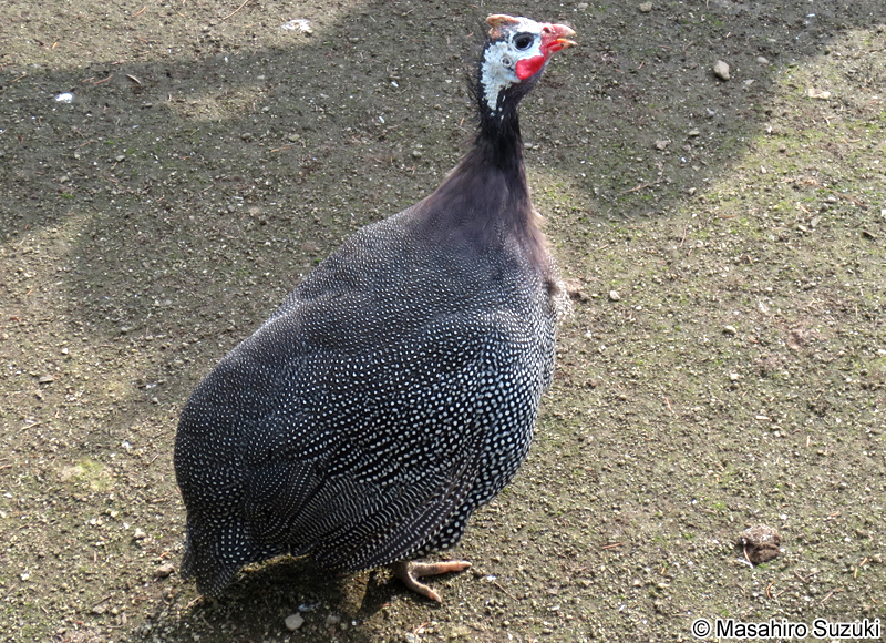 ホロホロチョウ Numida meleagris
