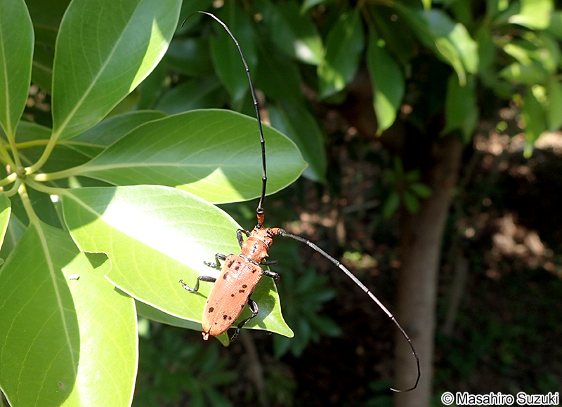 ホシベニカミキリ Eupromus ruber